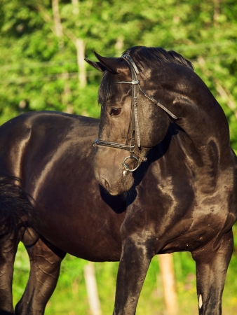 black breed sportive stallionの写真素材