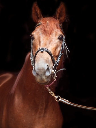 portrait of sorrel Trakehner stallion on black backgroundの写真素材