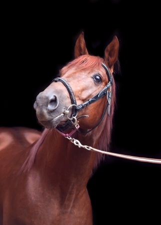 portrait of sorrel Trakehner stallion on black backgroundの写真素材