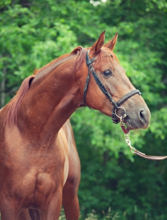 portrait of chestnut Trakehner stallion. cloudy morning の写真素材