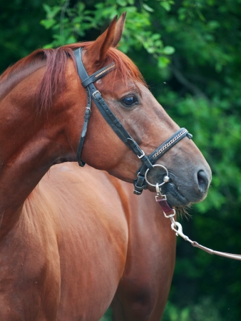 portrait of chestnut Trakehner stallion. cloudy morning の写真素材