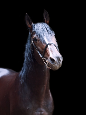 Portrait of beautiful breed sportive stallion at black backgroundの写真素材