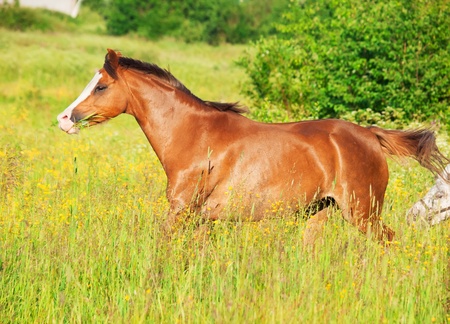 running welsh pony in the fieldの写真素材