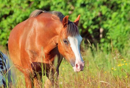 walking welsh pony in the fieldの写真素材