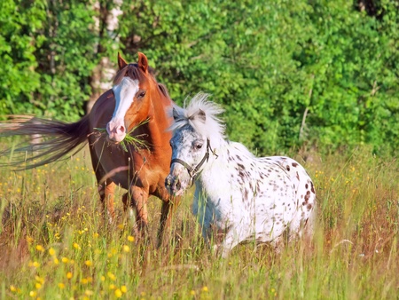 welsh pony and mini Appaloosa in the fieldの写真素材