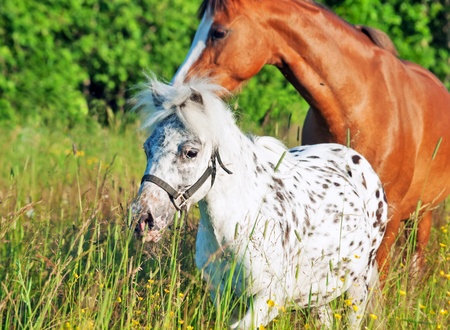  mini Appaloosa and welsh pony in the fieldの写真素材