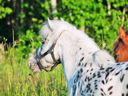 Portrait of Appaloosa mini pony の写真素材