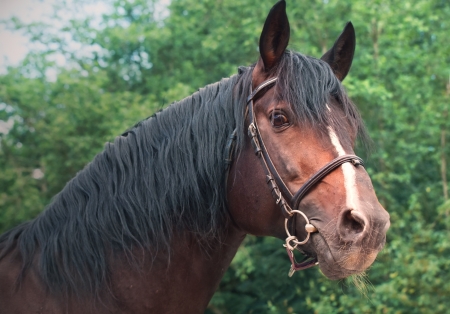 Portrait of beautiful breed sportive stallionの写真素材