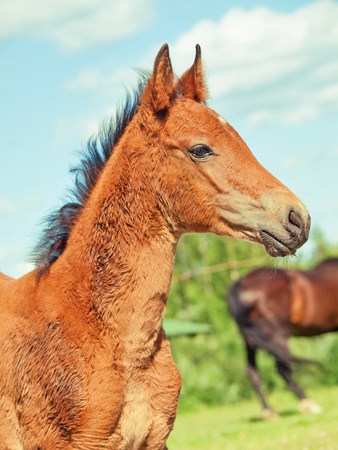 portrait of  little  foal.の写真素材