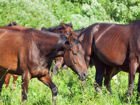 herd of sportive horse. at the pasture. sunny dayの写真素材