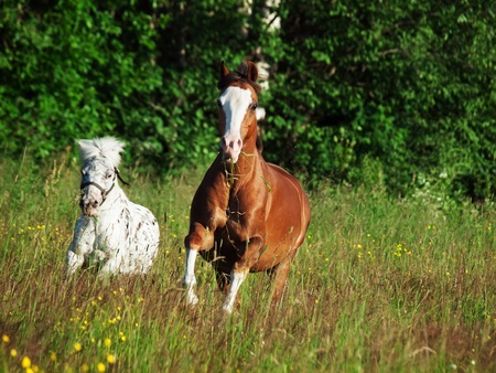 welsh pony and mini Appaloosa running  in the fieldの写真素材