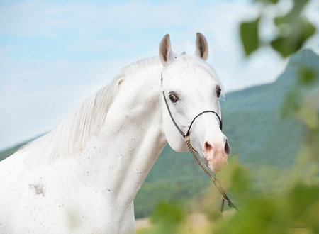 portrait of white amazing arabian stallionの写真素材