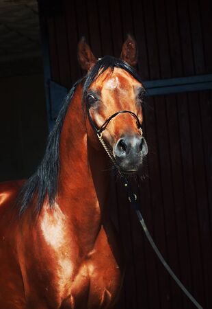 portrait of bay arabian stallionの写真素材
