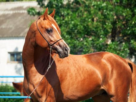 beautiful sorrel young arab.の写真素材