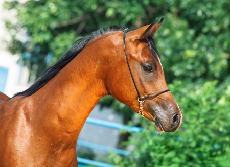 portrait of beautiful bay yuong  arabian stallionの写真素材