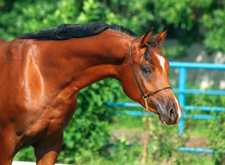 portrait of beautiful bay young  arabian stallionの写真素材