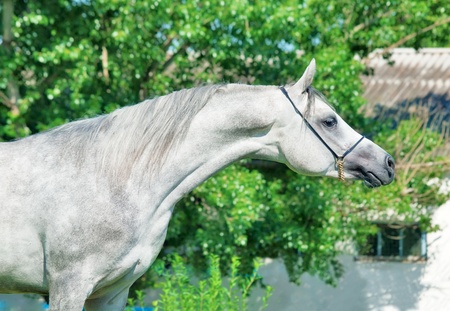 purebred gray Arabian stallionの写真素材