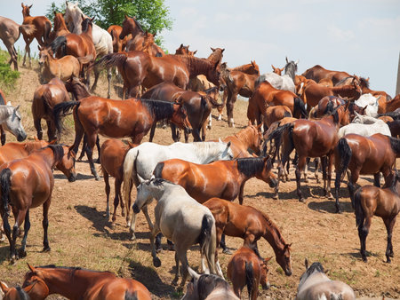 herd of purebred arabian mares. sunny day