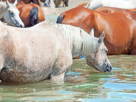 swimming arabian horse in the lake. sunny dayの写真素材