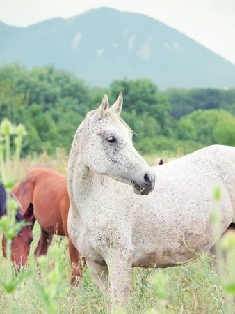  purebred speckle - gray arabian mare at the pasture. cloudy dayの写真素材