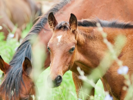 portrait of foal in the meadowの写真素材