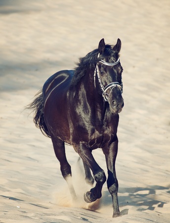 Running beautiful black stallion in the desert の写真素材
