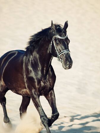 Galloping beautiful black stallion in the desert の写真素材