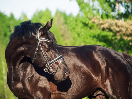  Beautiful black stallion portrait 