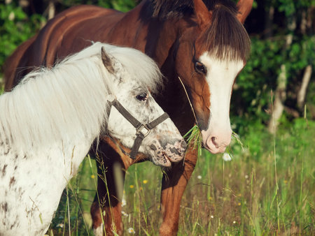portrait of  welsh and appaloosa pony 