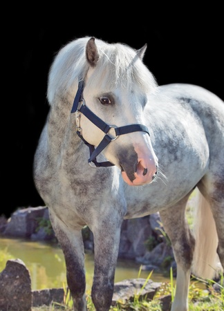 portrait of  gray  welsh pony  sunny dayの写真素材