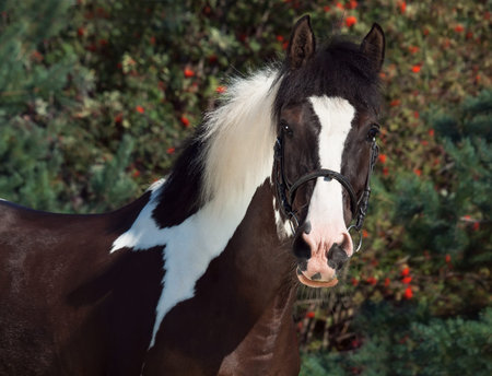 portrait of the beautiful paint draft horseの写真素材