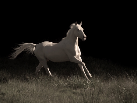 running cream ride pony at black backgroundの写真素材