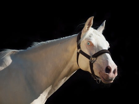 portrait of cream ride pony at black backgroundの写真素材