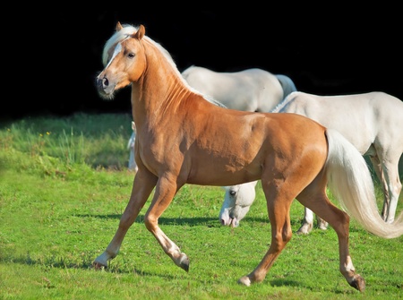 running palomino welsh ponyの写真素材