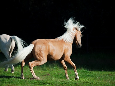  palomino welsh pony in motion at black backgroundの写真素材