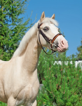 portrait of  sportive cream  welsh ponyの写真素材
