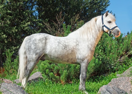 exterior of  gray  welsh pony  sunny dayの写真素材