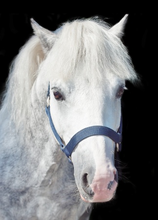portrait of  gray  welsh pony at black backgroundの写真素材