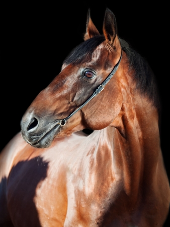 portrait of Beautiful horse at black backgroundの写真素材