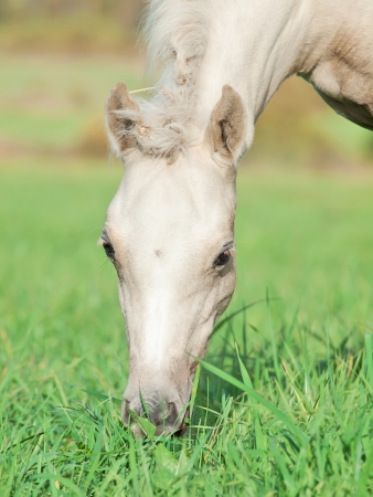 portrait of pony  foal in the pastureの写真素材