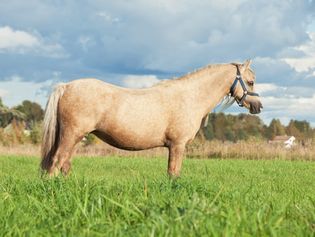 palomino welsh pony dam in the fieldの写真素材