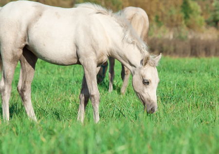 cremello  welsh  pony  foal in the pastureの写真素材
