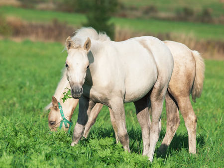 cremello  welsh  ponies foal in the pastureの写真素材