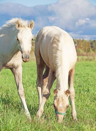cremello  welsh  pony  foales in the pastureの写真素材