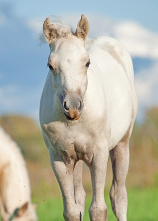 cremello  welsh  pony  foal in the pastureの写真素材
