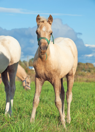 palomino welsh  pony  foal in the pastureの写真素材