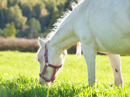 cream welsh pony dam in the fieldの写真素材