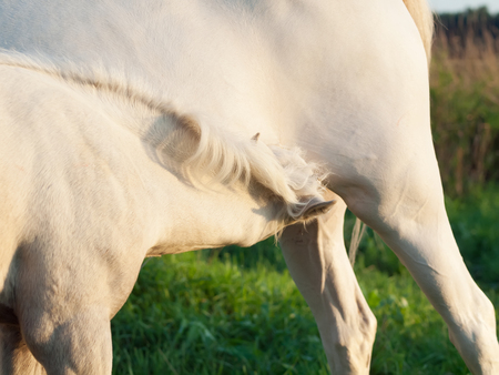 little foal eating mom . close upの写真素材