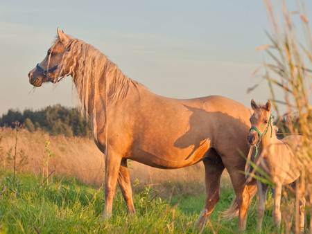 welsh pony dam with foal at sunsetの写真素材