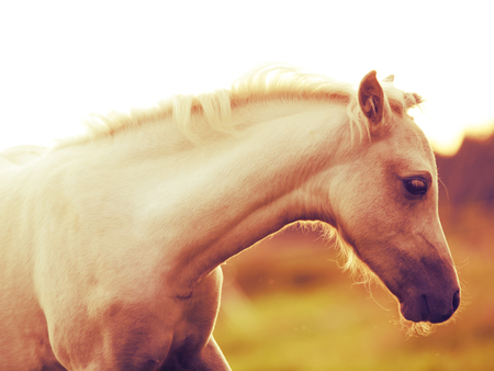portrait of welsh  pony  foal. art tonedの写真素材